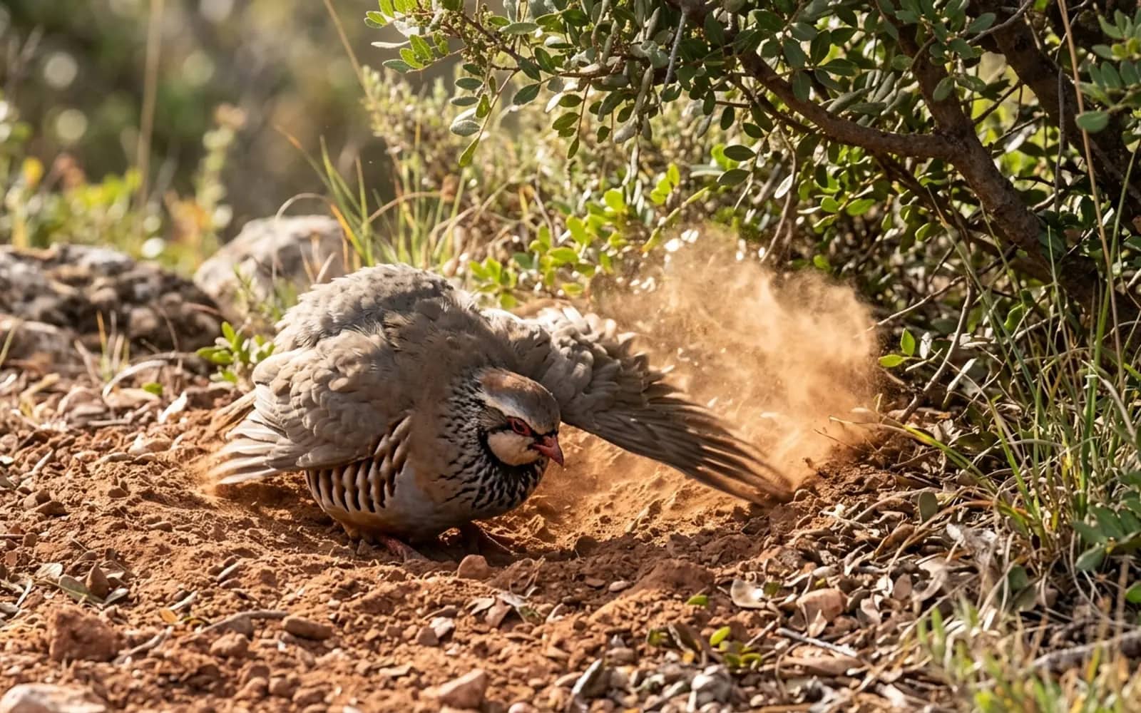 Perdiz roja dándose un baño de tierra fina en el suelo para limpiar y desparasitar el plumaje