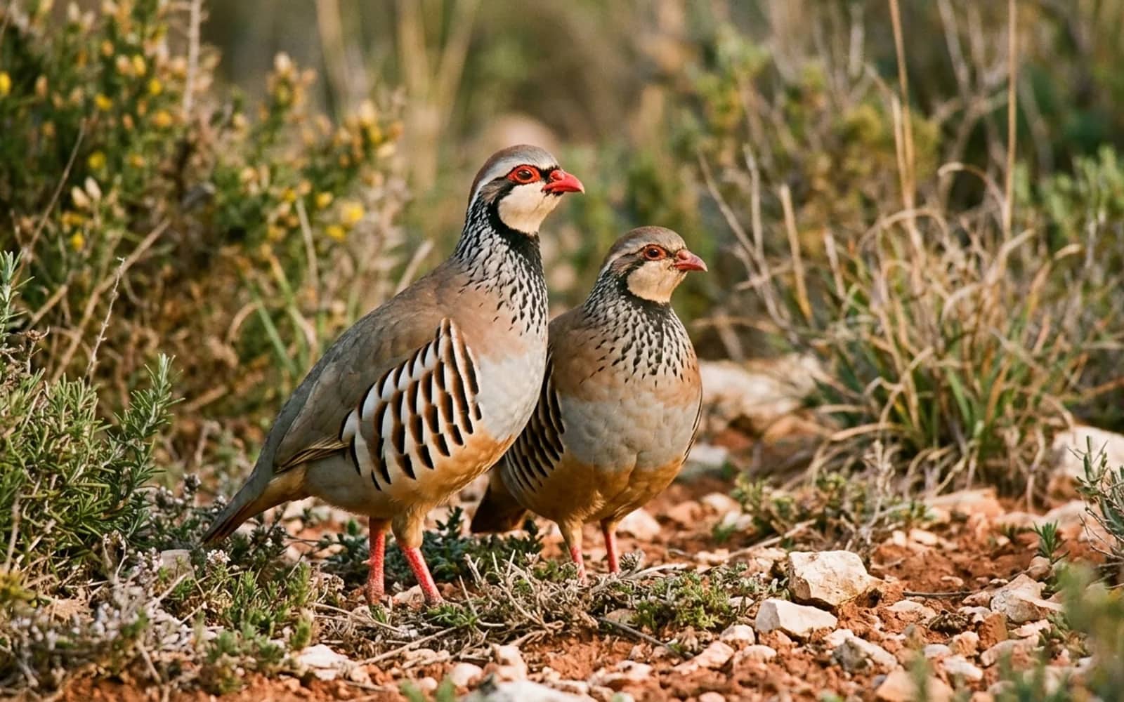 Pareja de perdiz roja autóctona en celo entre matas de romero y tierra caliza al inicio de la primavera