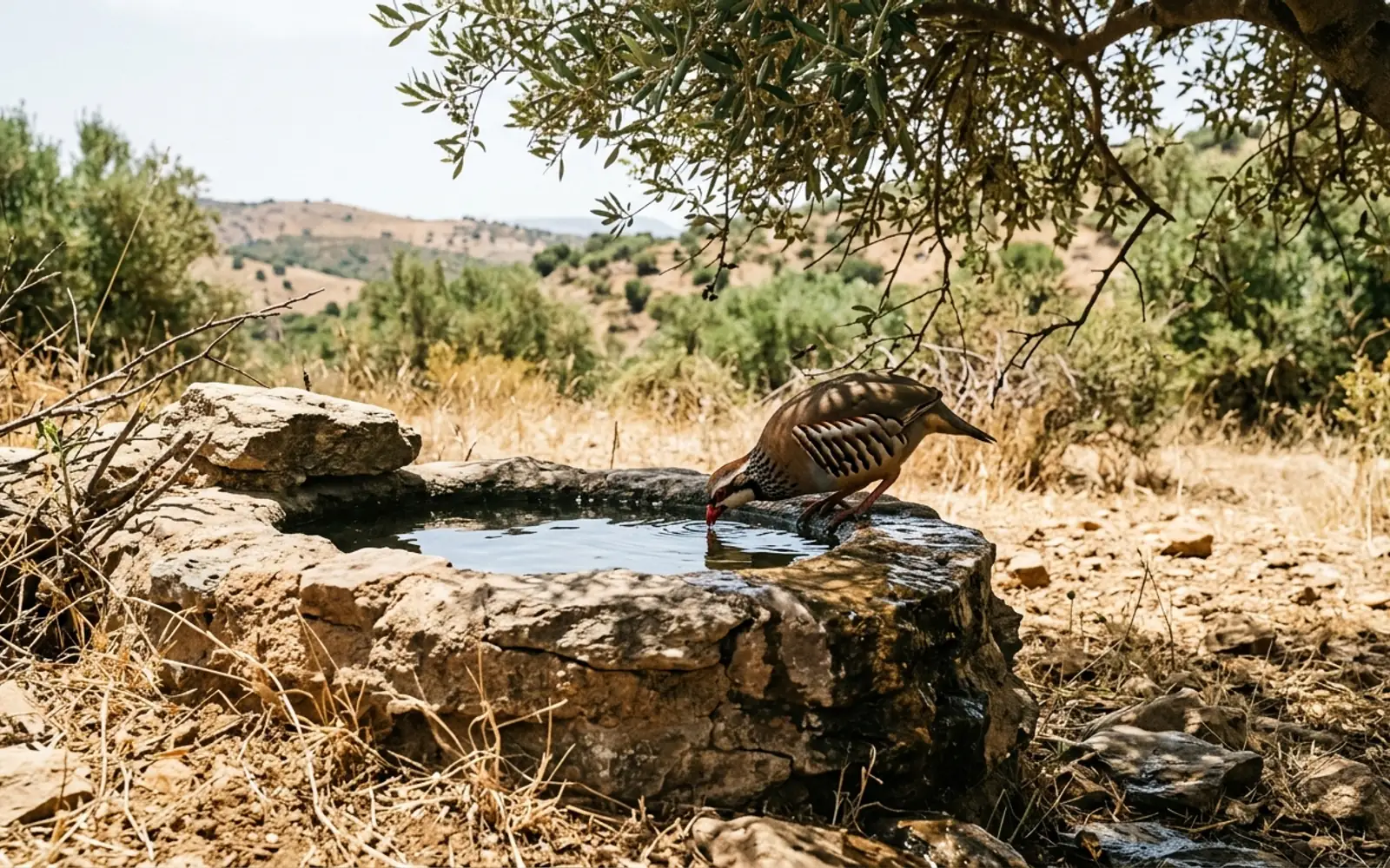 Bebedero cinegético de piedra con agua limpia en el campo bajo la sombra de un acebuche con una perdiz bebiendo