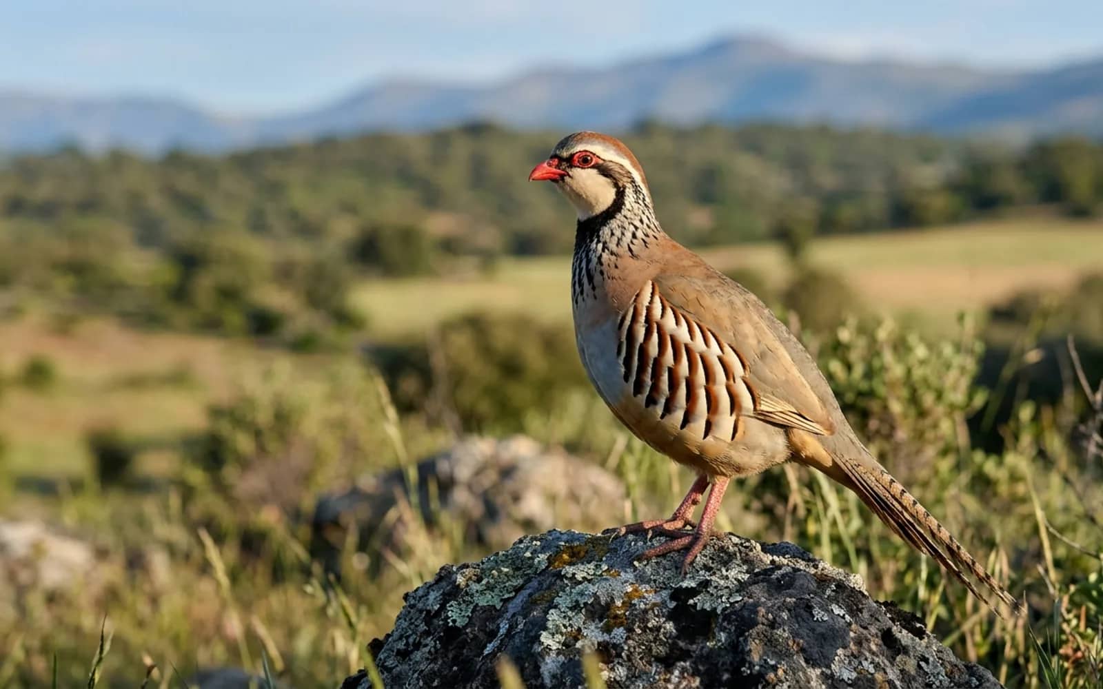 Primer plano lateral de un macho de perdiz roja pura autóctona mostrando el collar negro nítido y la garganta blanca