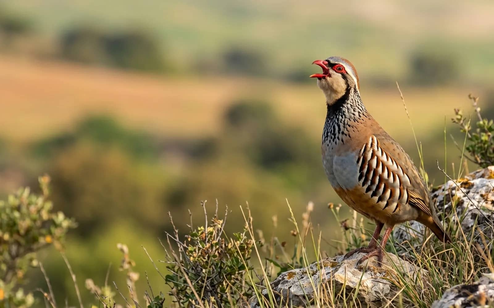 Macho de perdiz roja con el pico abierto y la garganta hinchada emitiendo su canto en el campo